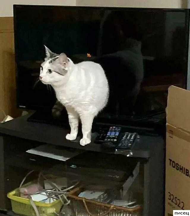 Обман зрения: забавные приколы в стиле «Оказалось — показалось»