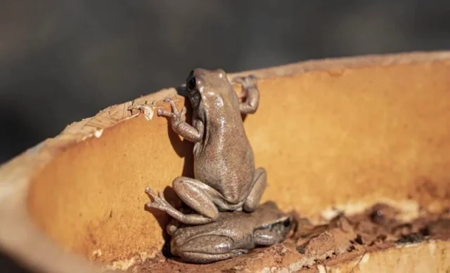 Удивительные и редкие животные мира: фото, которые заставят вас путешествовать