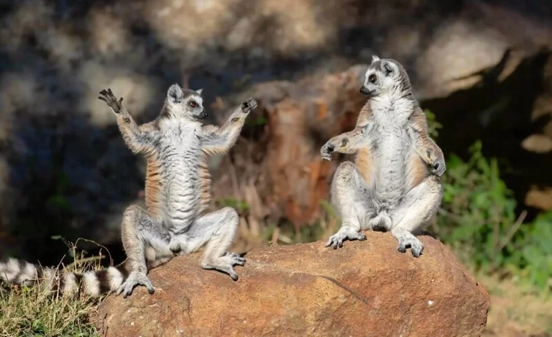 Удивительные и редкие животные мира: фото, которые заставят вас путешествовать