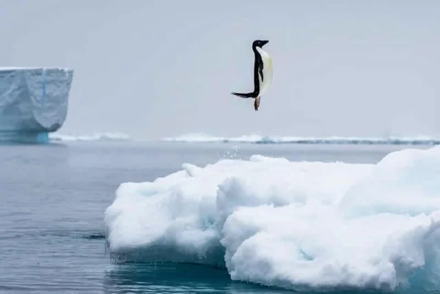 Удивительные и редкие животные мира: фото, которые заставят вас путешествовать