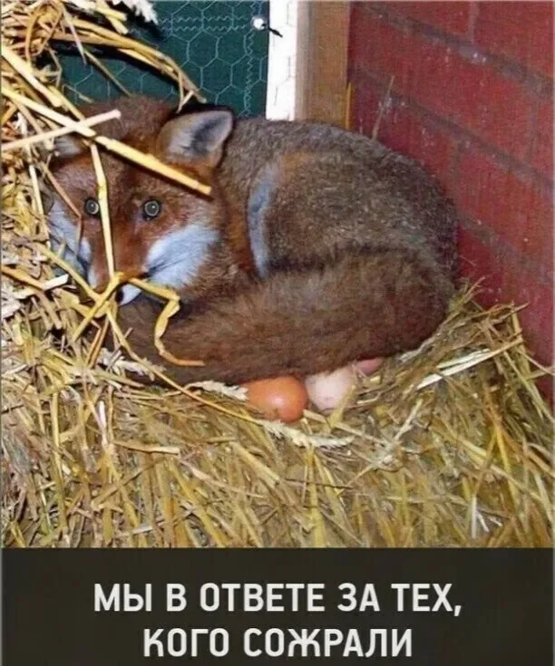 Заряд позитива на среду: картинки для солнечного настроения