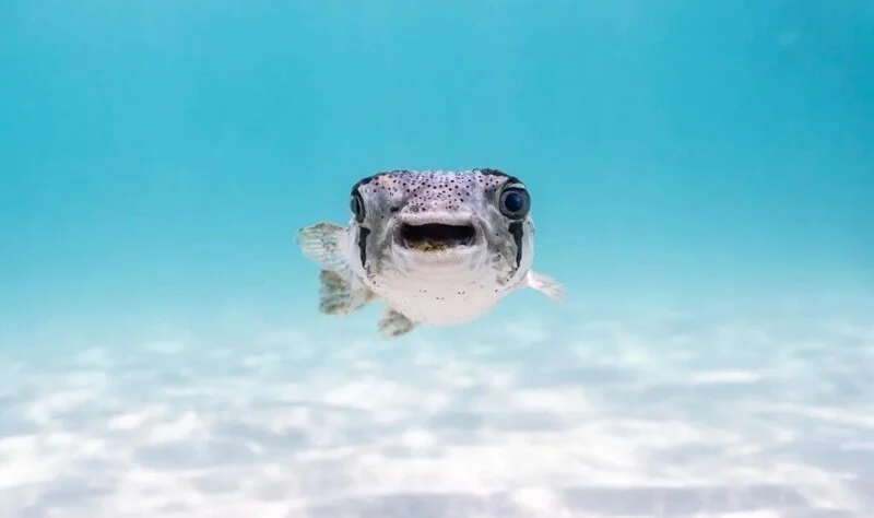 Удивительные и редкие животные мира: фото, которые заставят вас путешествовать