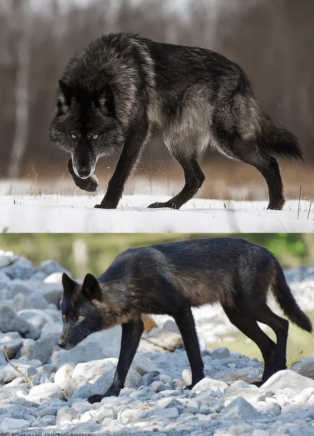 Удивительные и редкие животные мира: фото, которые заставят вас путешествовать