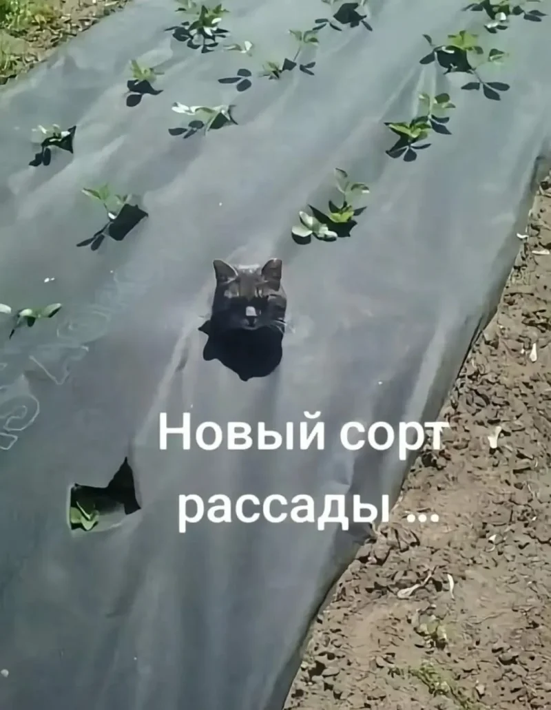 Заряд позитива на среду: картинки для солнечного настроения