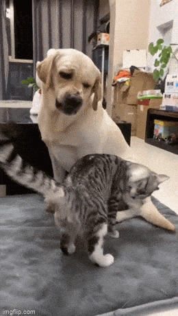 Улыбка гарантирована: вторая порция гифок, которые поднимут настроение с первого кадра