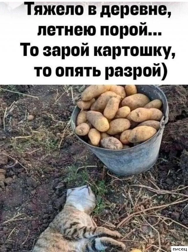 Деревенский юмор: приколы, от которых пахнет навозом и самогоном