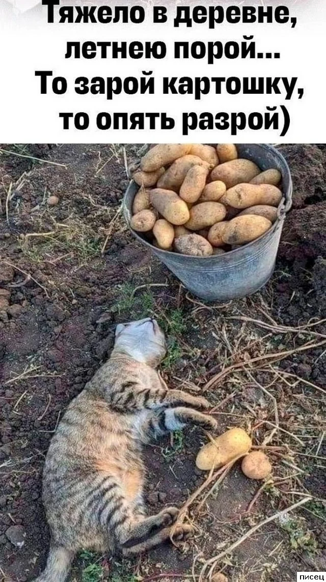 Деревенский юмор: приколы, от которых пахнет навозом и самогоном