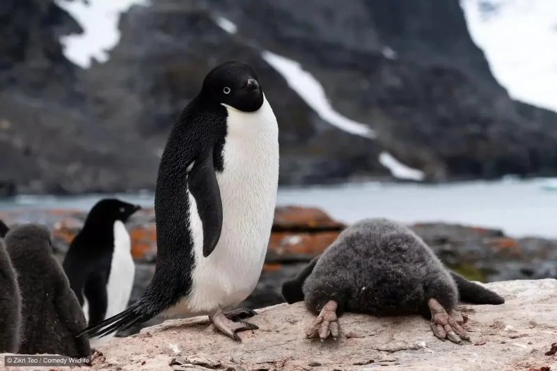 25 самых смешных фото животных, которые культурно отдыхают