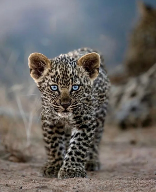 Удивительные и редкие животные мира: фото, которые заставят вас путешествовать