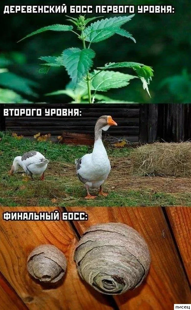 Деревенский юмор: приколы, от которых пахнет навозом и самогоном