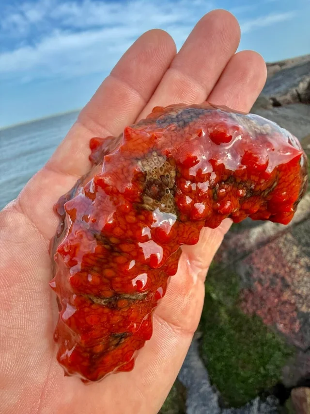 Удивительные и редкие животные мира: фото, которые заставят вас путешествовать