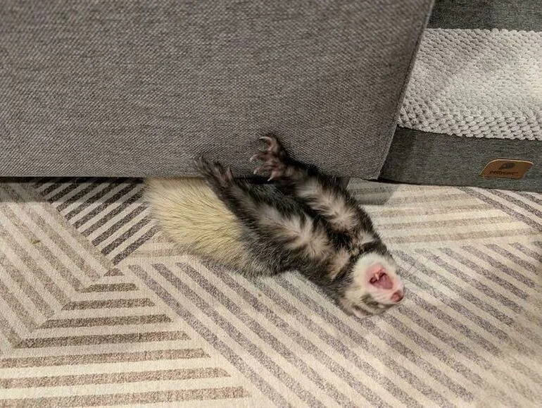 Забавные мордочки животных: улыбнитесь вместе с ними