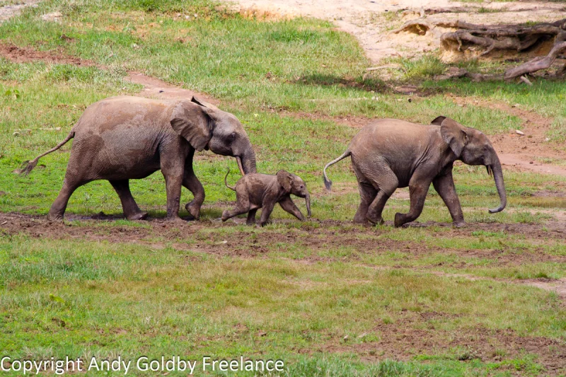 Лесные слоны: скрытый вид гигантов, которого не замечали 200 лет Слоны-невидимки: как вид весом в 4 тонны оставался незамеченным 200 лет