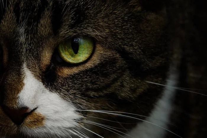 Мгновения совершенства: завораживающие снимки котов