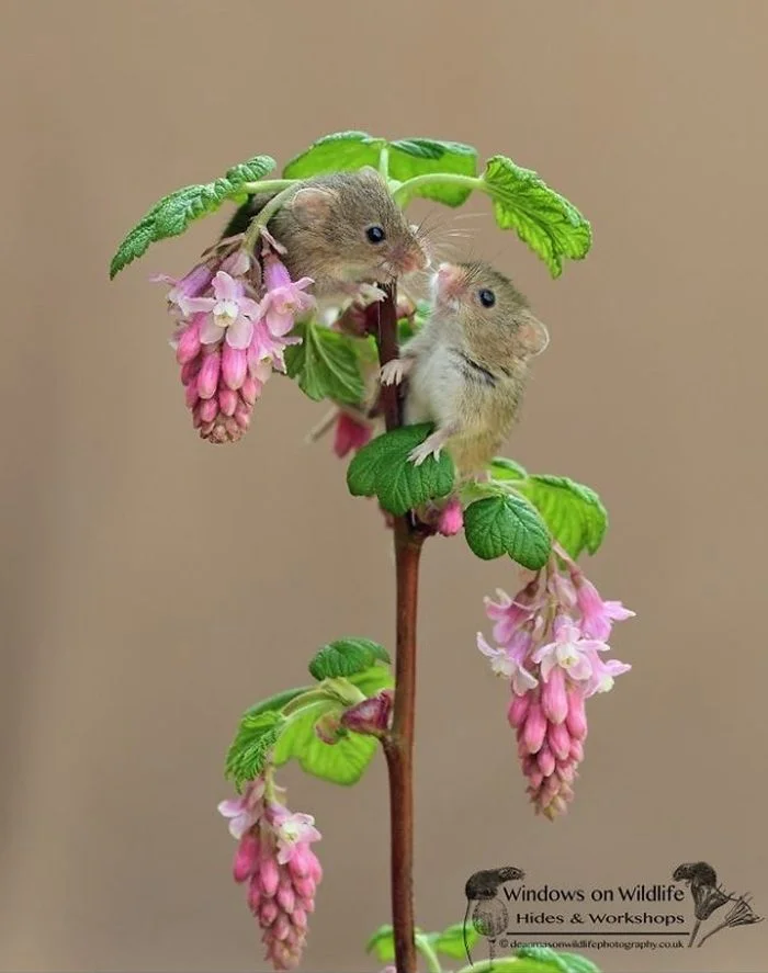 Мышь-малютка: Европейский рекордсмен по миниатюрности в макросъемке