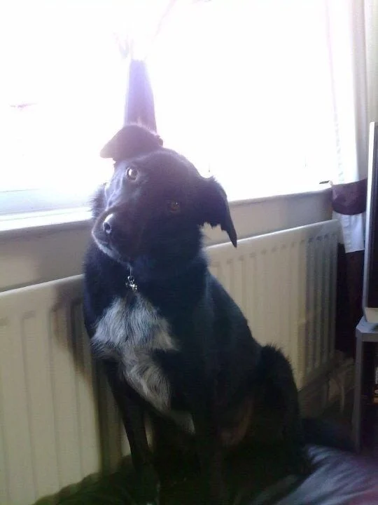 Природа-художник: Животные с самыми невероятными природными отметинами