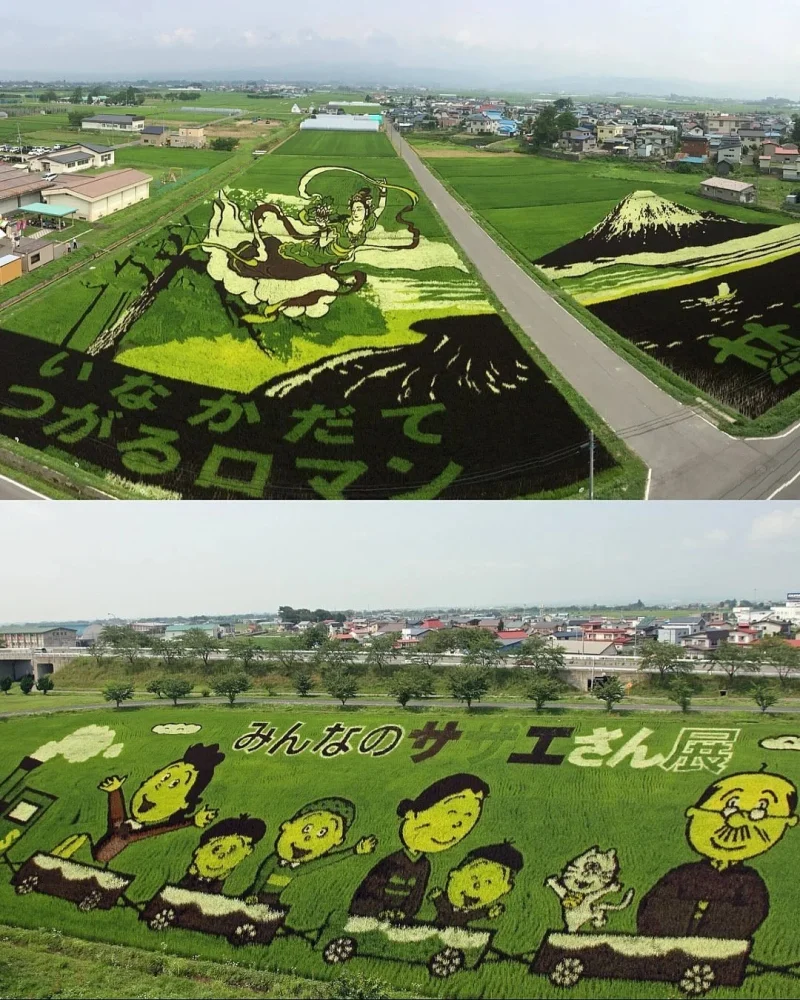 Живые картины: как рисовые поля в Японии превращаются в произведения искусства