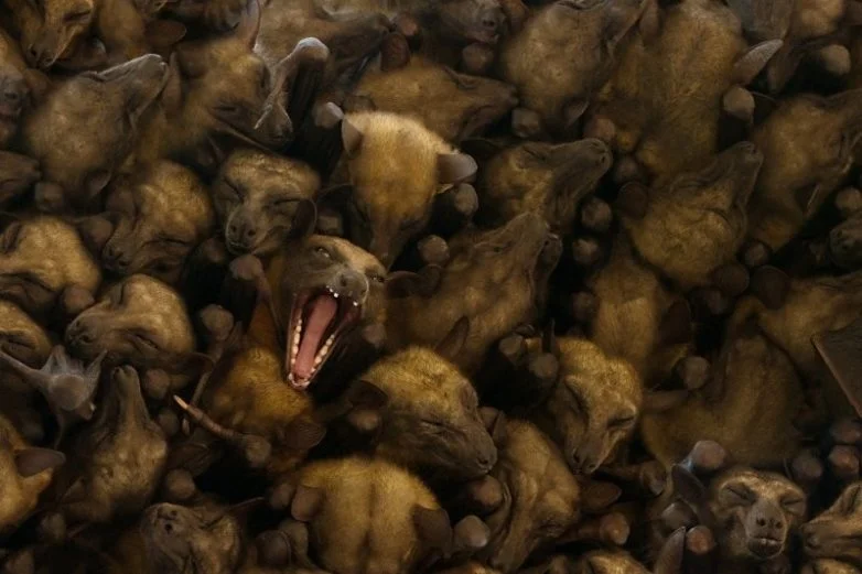 10 удивительных существ и явлений дикой природы