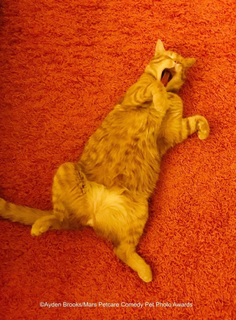 Мартовские коты 2026: ударная доза смеха и умиления