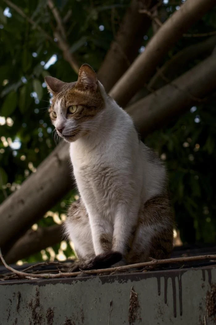 Мгновения совершенства: завораживающие снимки котов