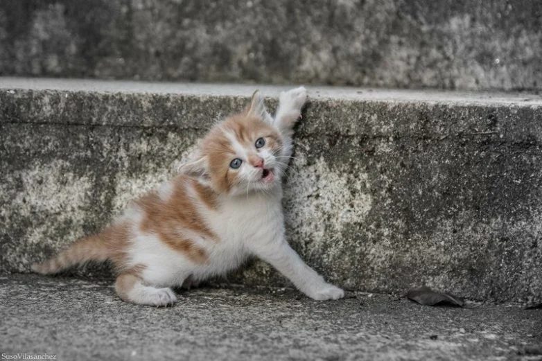 Котиков много не бывает: большая подборка умилительных фото