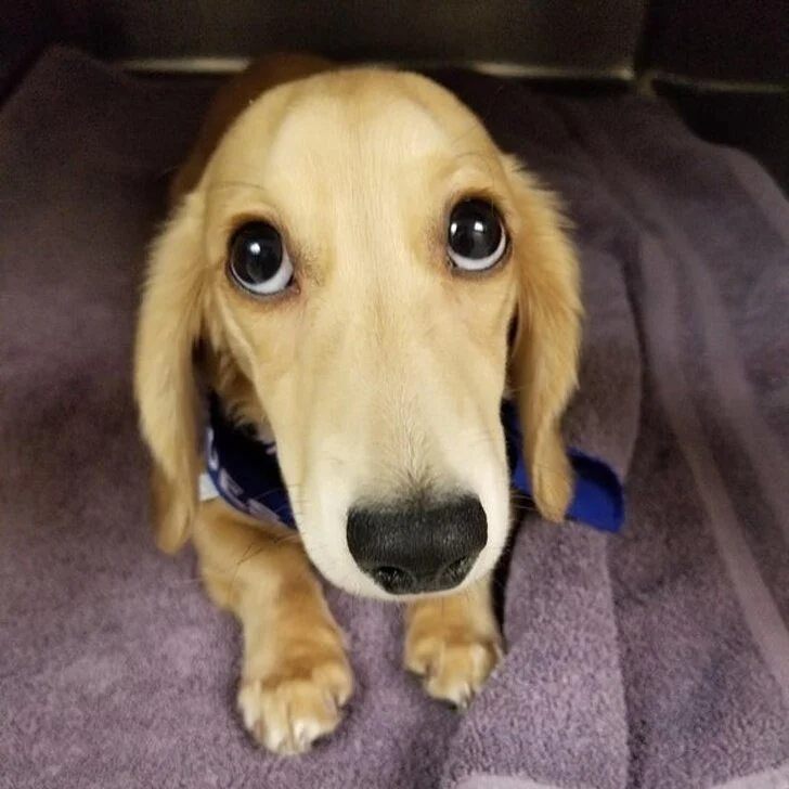 Лучшее лекарство от хандры: умилительные фото животных