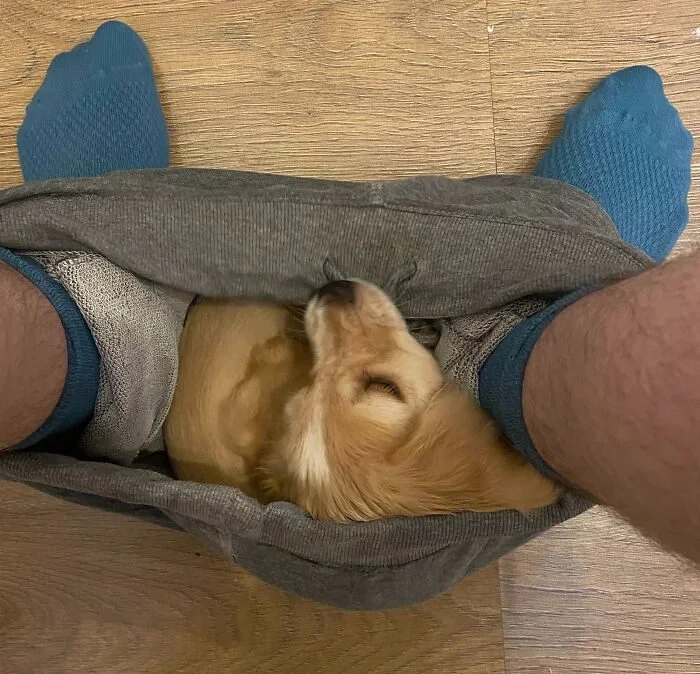 Личное пространство? Не слышали! 17 фото о том, как питомцы его игнорируют