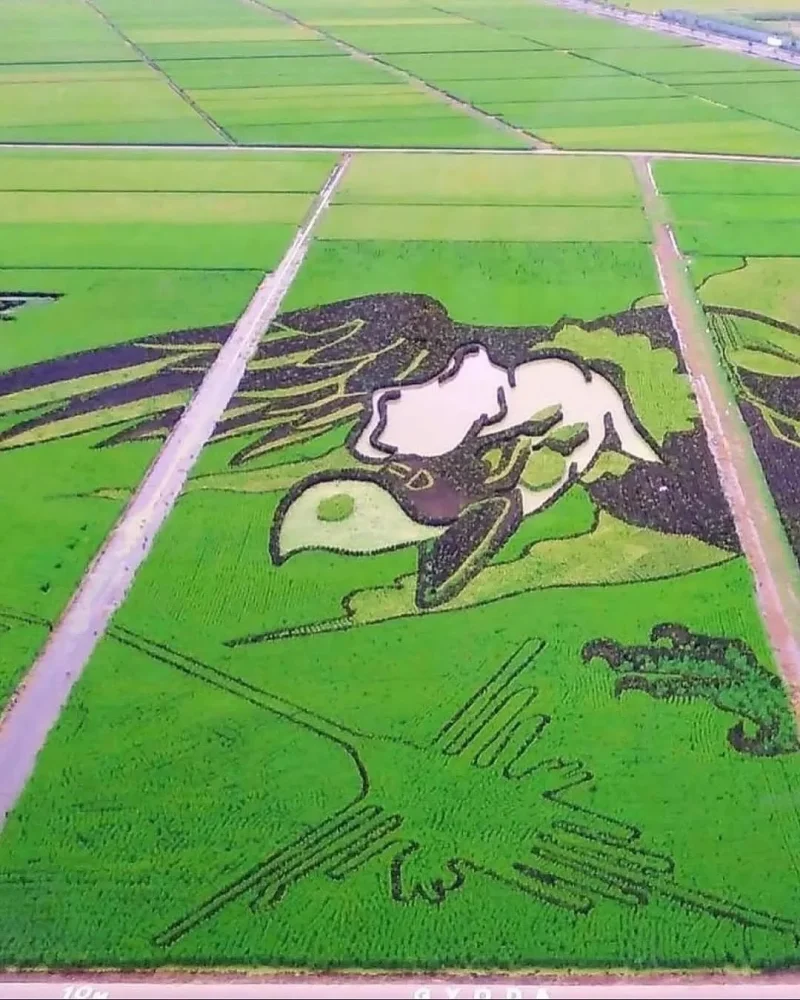 Живые картины: как рисовые поля в Японии превращаются в произведения искусства