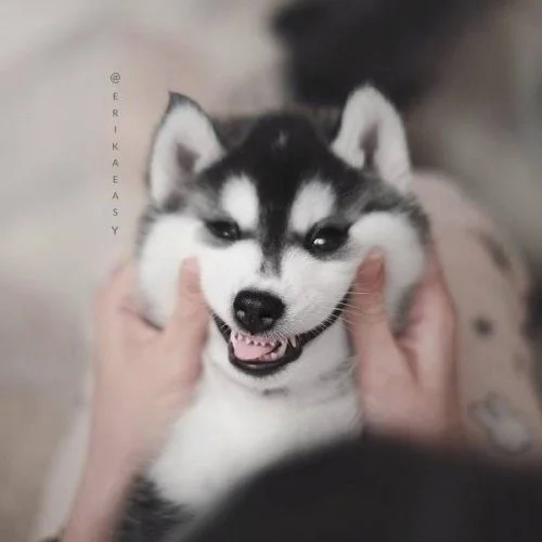 Почему в доме обязательно должен быть питомец: 18 фото, которые убедят вас