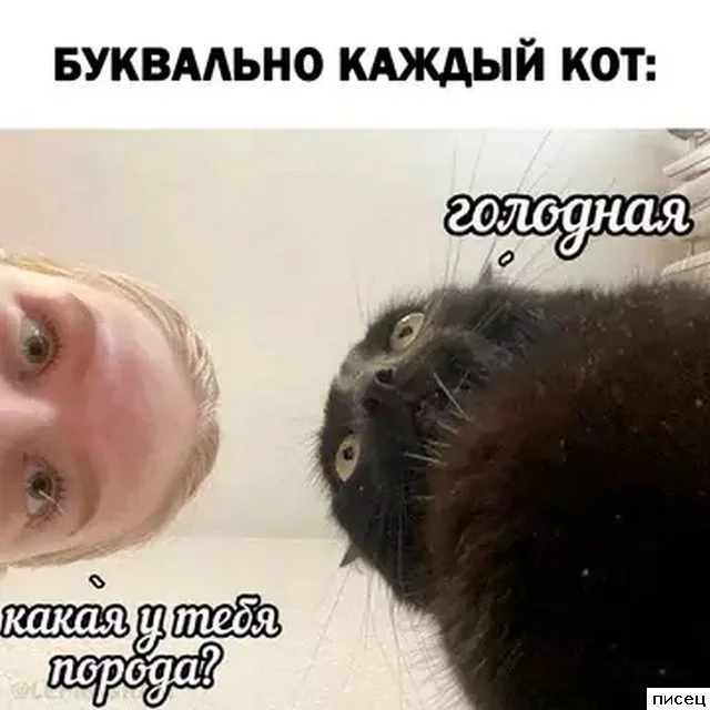 Забавные картинки для поднятия настроения