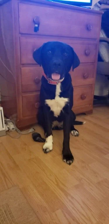 Удивительные животные с уникальными природными отметинами Природа-художник: Животные с самыми невероятными природными отметинами