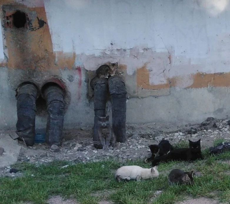 Котиков много не бывает: большая подборка умилительных фото