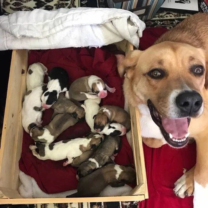 Лучшее лекарство от хандры: умилительные фото животных