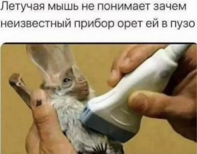 Смех до слёз: лучшие мемы и шутки для отличного дня