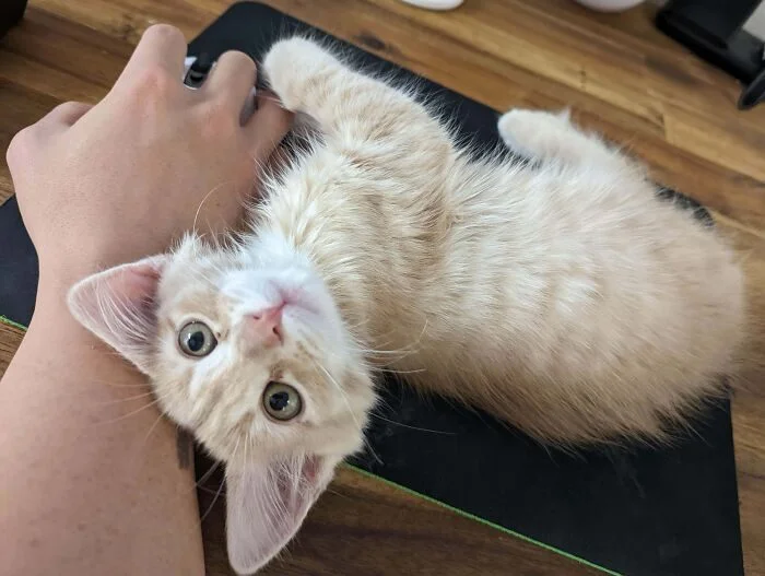 Личное пространство? Не слышали! 17 фото о том, как питомцы его игнорируют