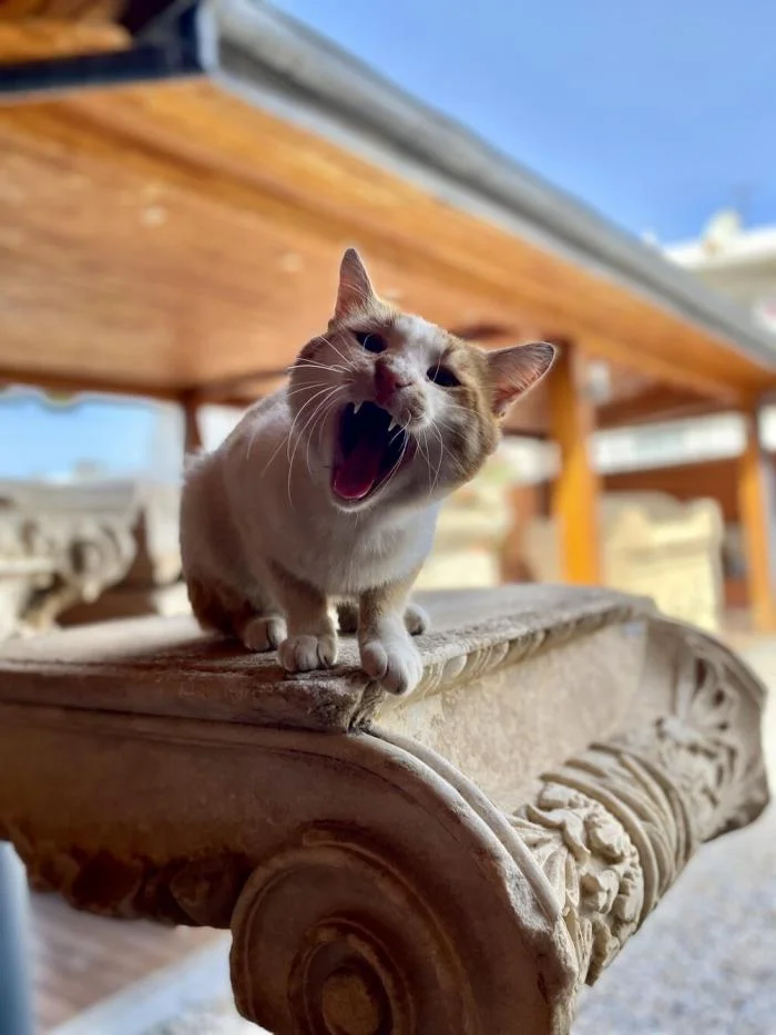 Мгновения совершенства: завораживающие снимки котов