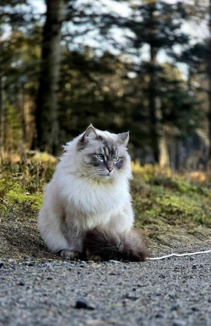 Мгновения совершенства: завораживающие снимки котов