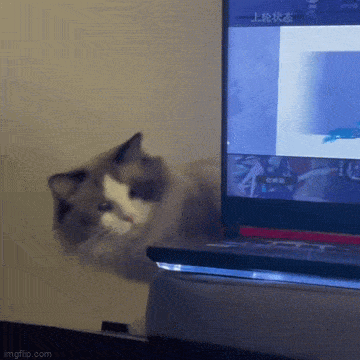 Гифки, которые заставят улыбнуться: 15 забавных анимаций для отличного настроения