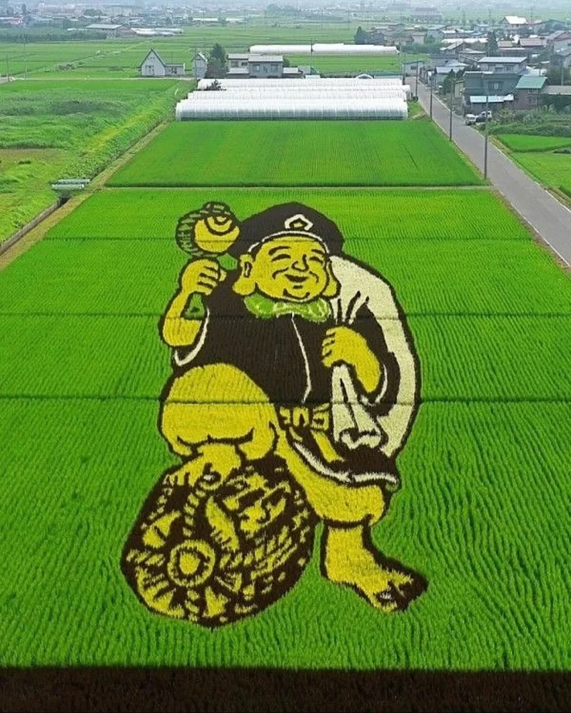 Живые картины: как рисовые поля в Японии превращаются в произведения искусства