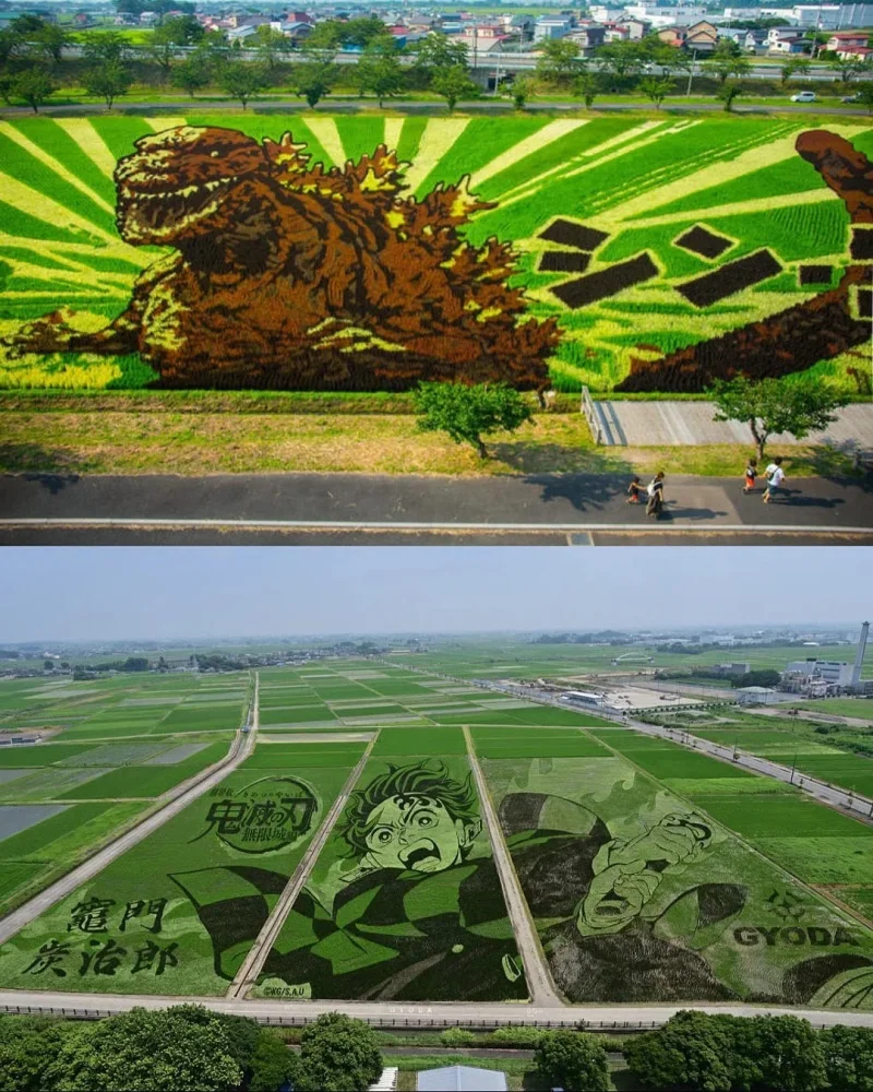 Живые картины: как рисовые поля в Японии превращаются в произведения искусства