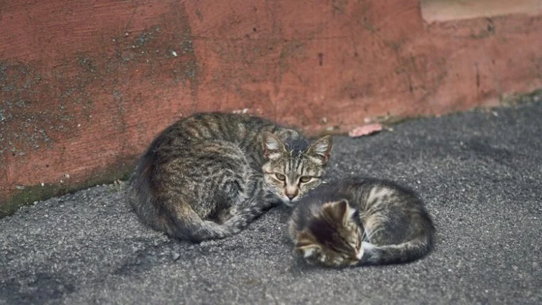Котиков много не бывает: большая подборка умилительных фото