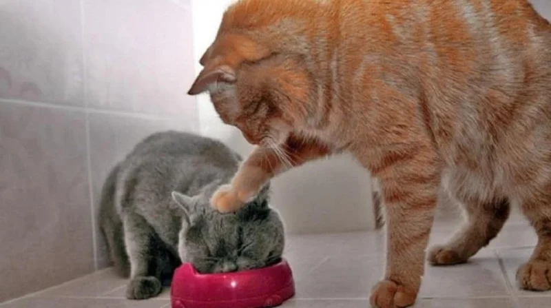 Мартовские коты 2026: ударная доза смеха и умиления