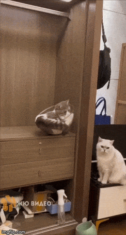 Гифки, которые заставят улыбнуться: 15 забавных анимаций для отличного настроения