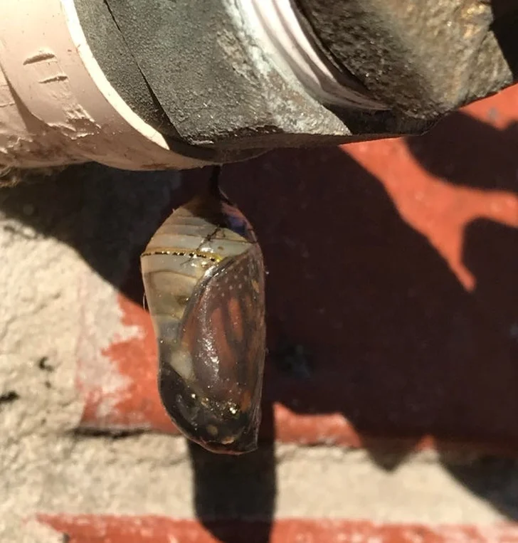 25 доказательств того, что наш мир полон неожиданных открытий 25 доказательств того, что наш мир полон неожиданных открытий