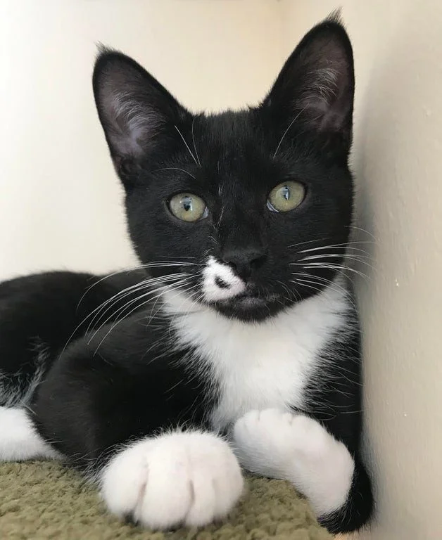 Природа-художник: Животные с самыми невероятными природными отметинами