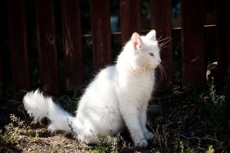 Котиков много не бывает: большая подборка умилительных фото