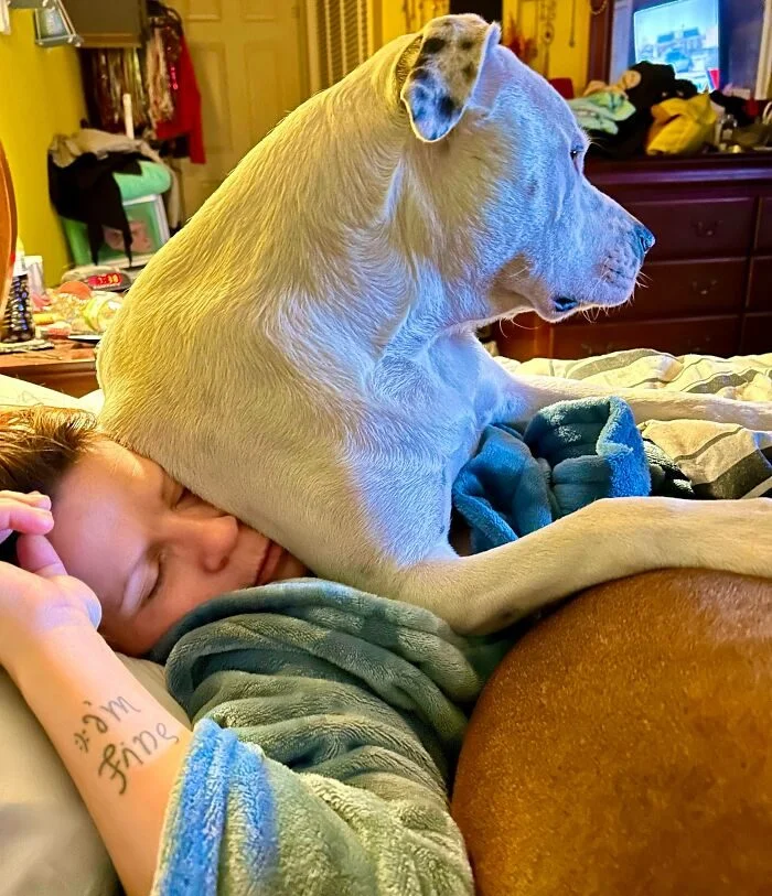 Личное пространство? Не слышали! 17 фото о том, как питомцы его игнорируют