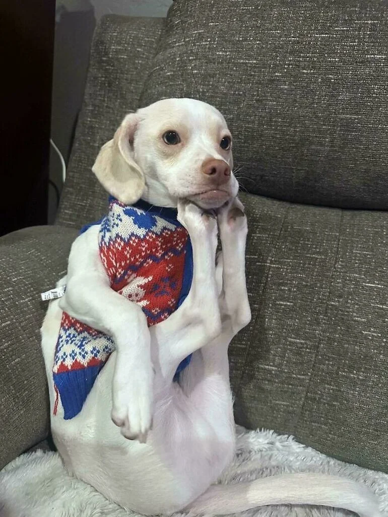 Забавные мордочки животных: улыбнитесь вместе с ними