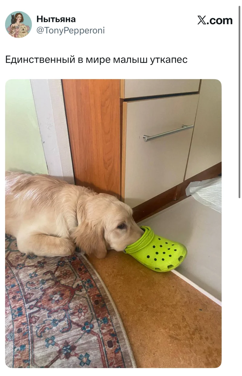 Лучшие шутки дня из X (Twitter): свежая подборка мемов