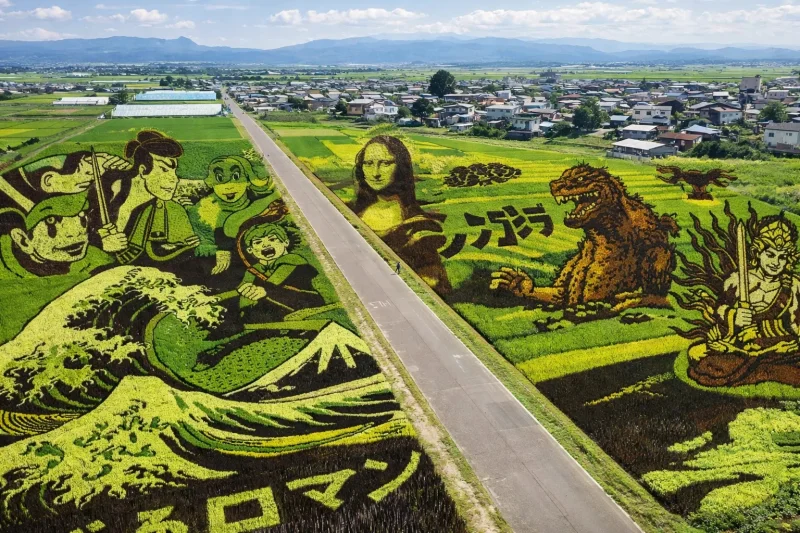 Живые картины: как рисовые поля в Японии превращаются в произведения искусства